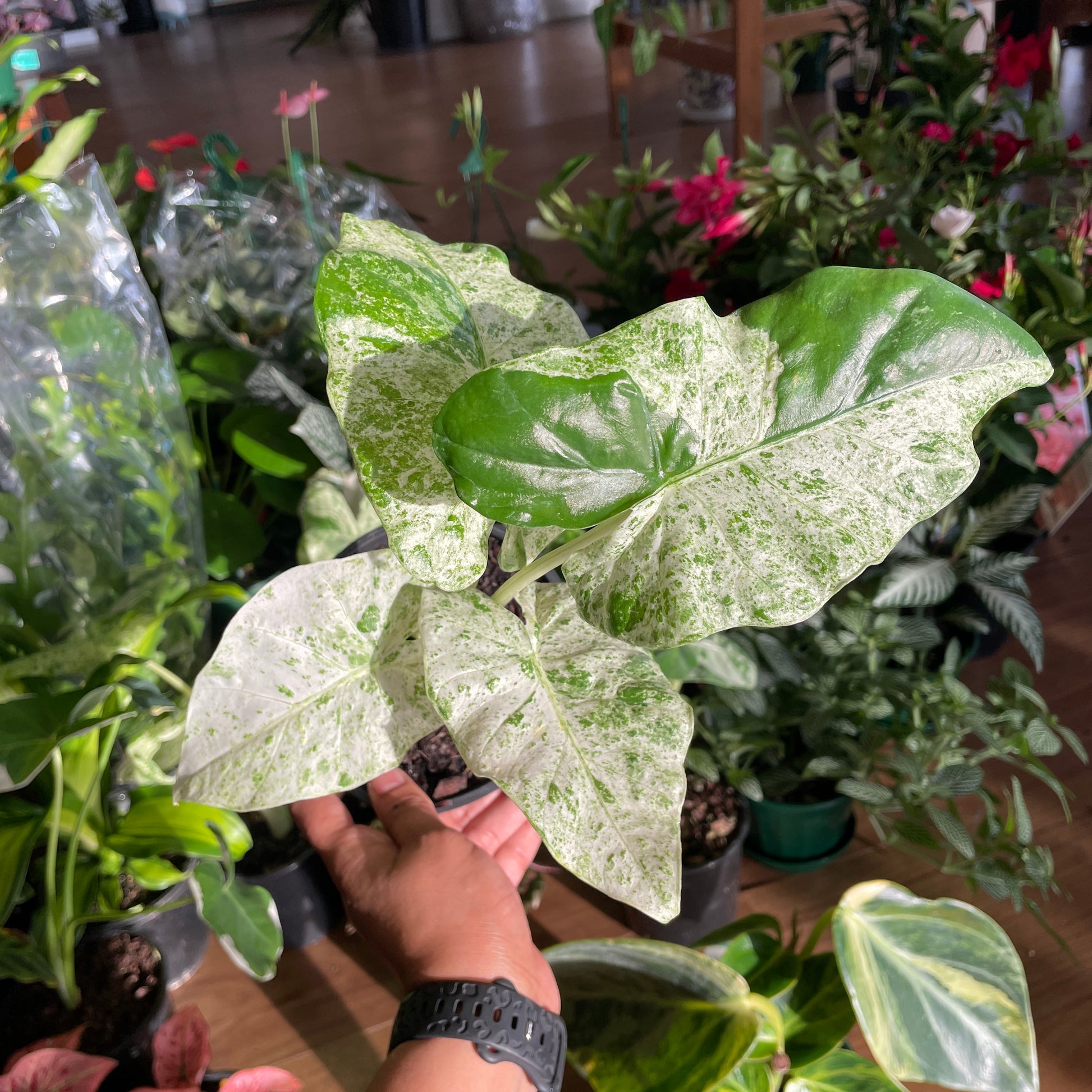 calathea-madallion-200mm-pick-up-only