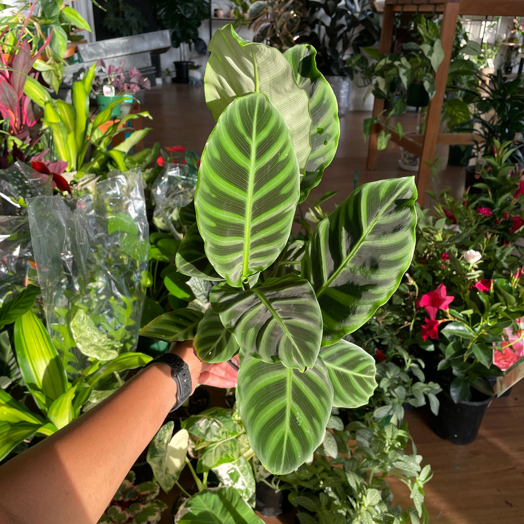 calathea-zebrina