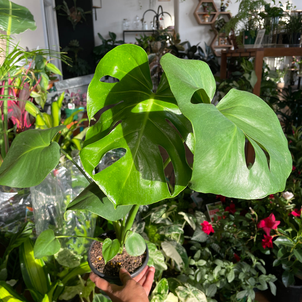 monstera-deliciosa