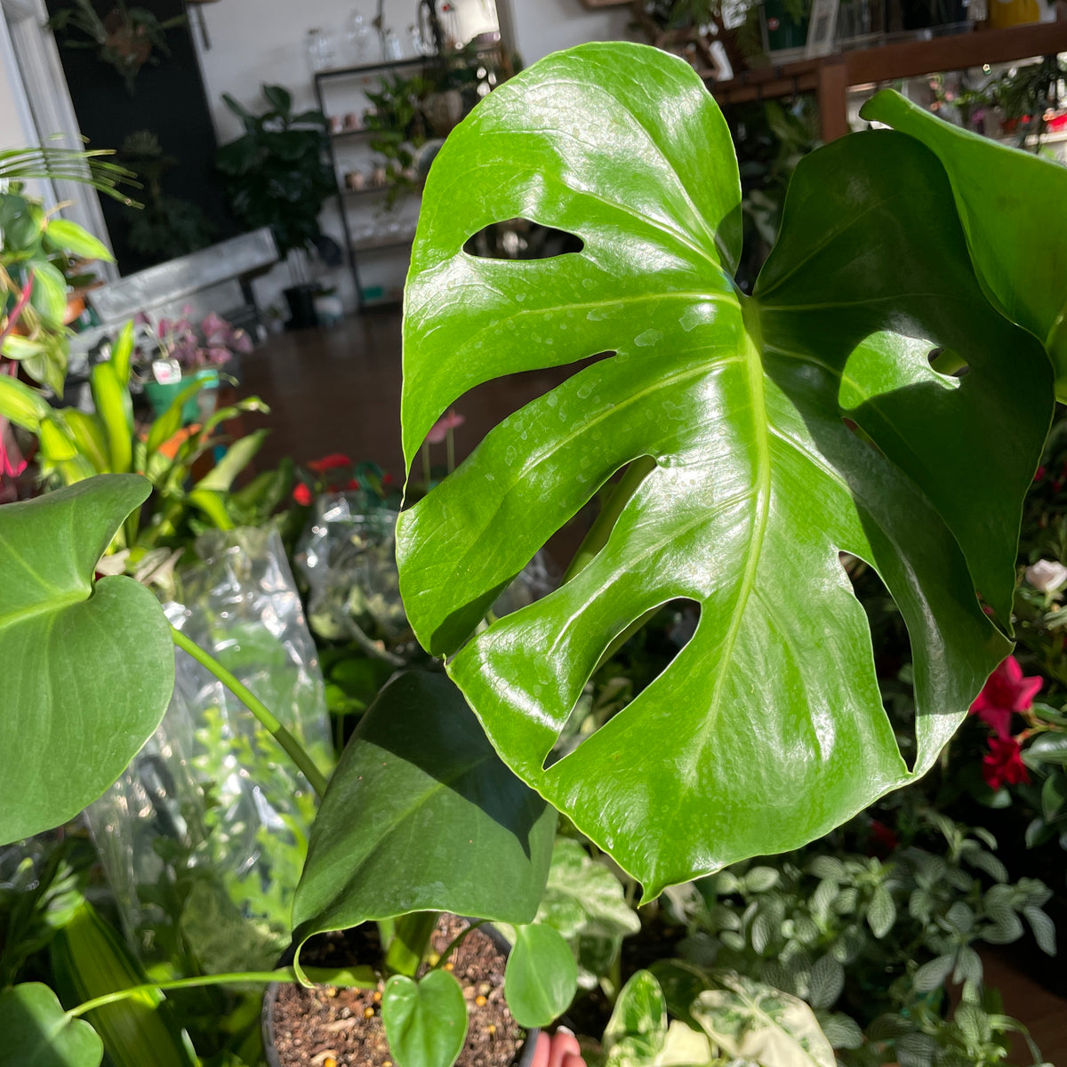 Monstera deliciosa Swiss Cheese Plant large split leaves Sydney