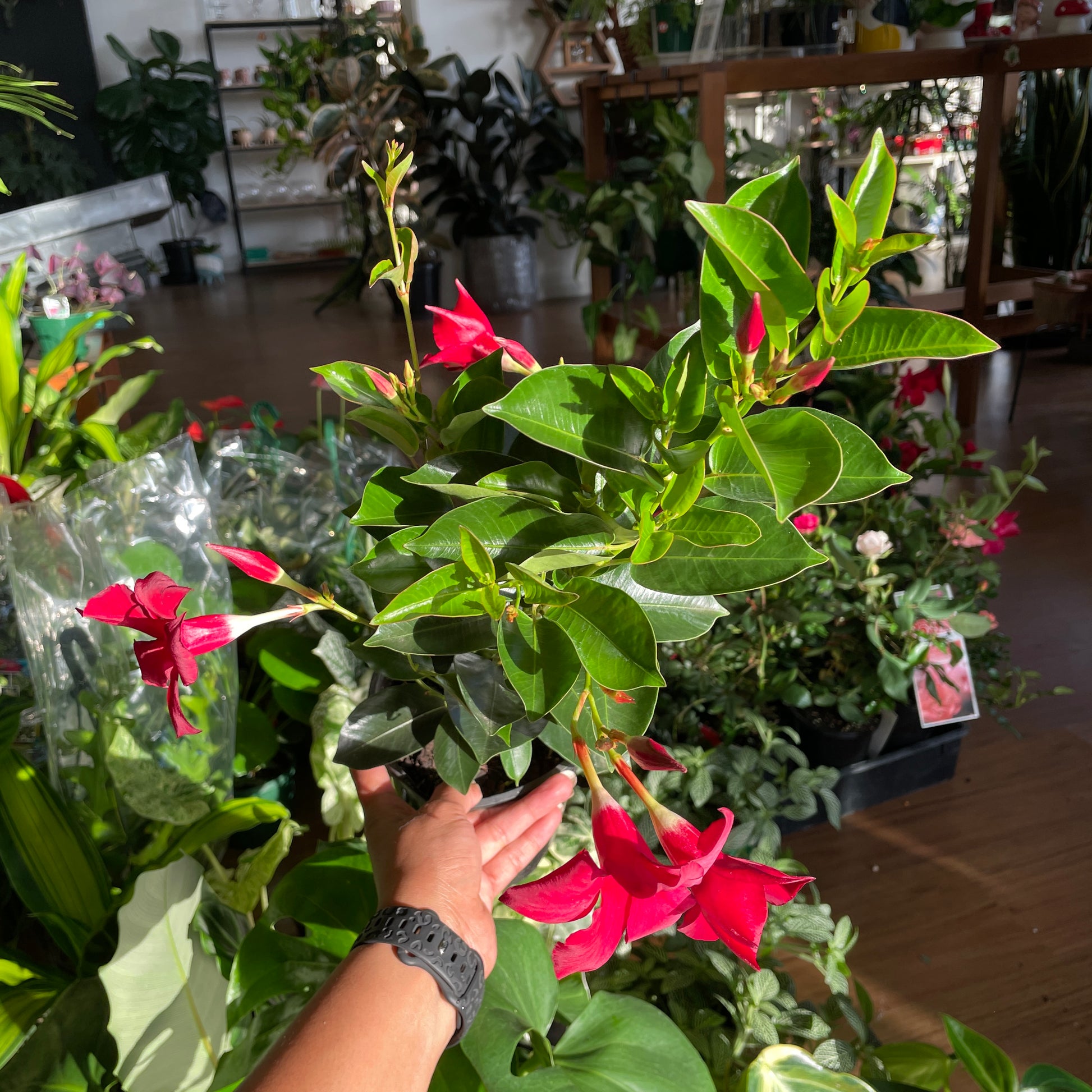 mandevilla-summerstar-red