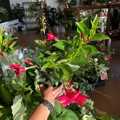 mandevilla-summerstar-red