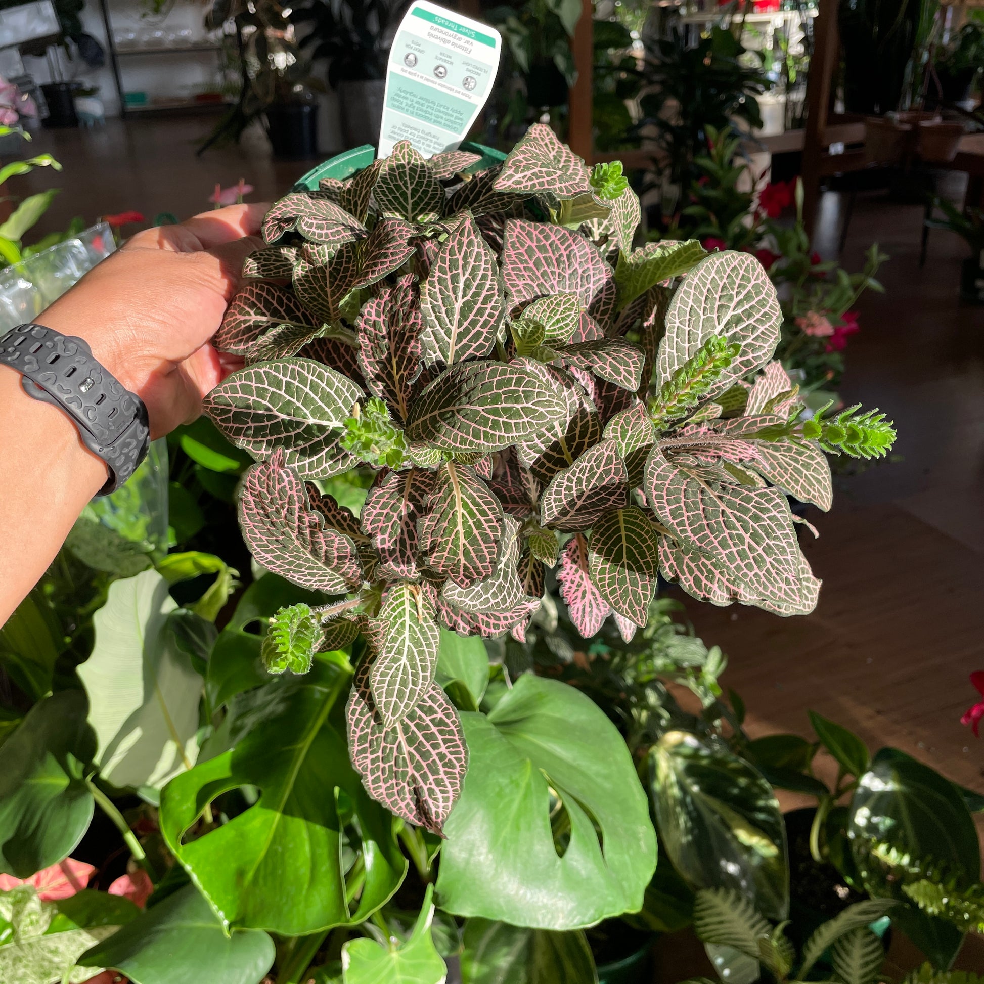 begonia-maculata-angel-wings-pick-up-only