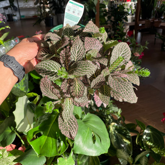 begonia-maculata-angel-wings-pick-up-only
