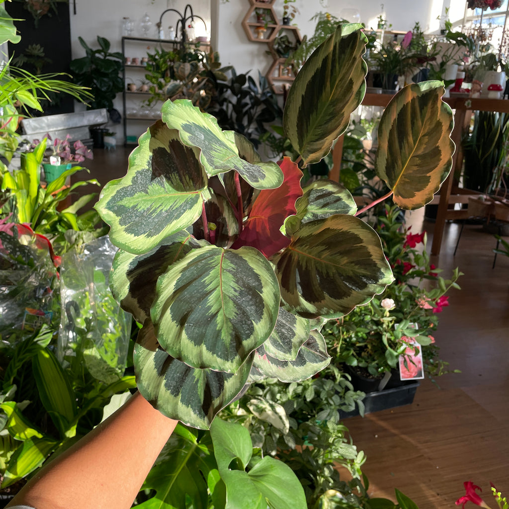 mandevilla-summerstar-red