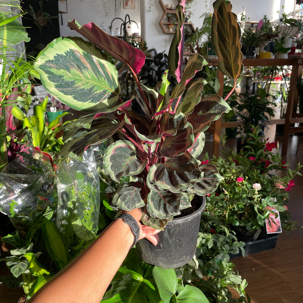 calathea-madallion-200mm-pick-up-only