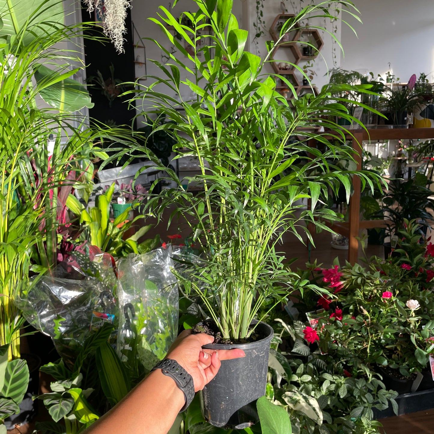 chamaedorea-elegans-parlour-palm