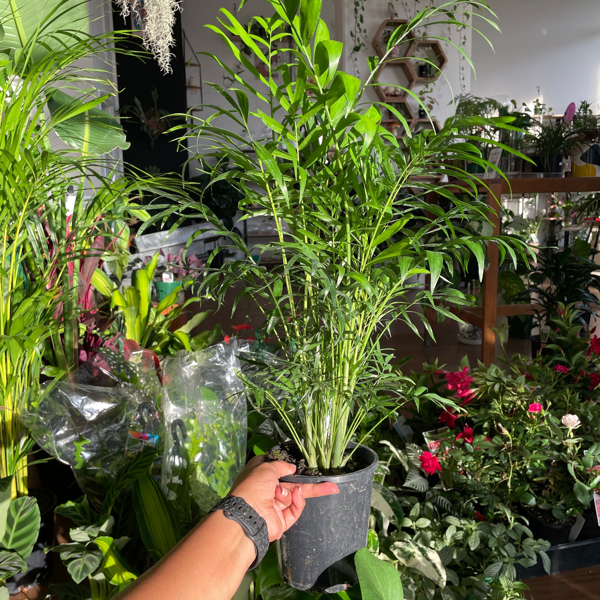 chamaedorea-elegans-parlour-palm