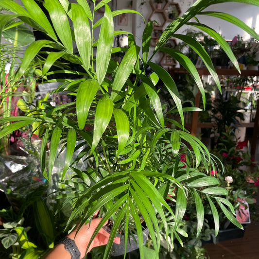 codiaeum-croton