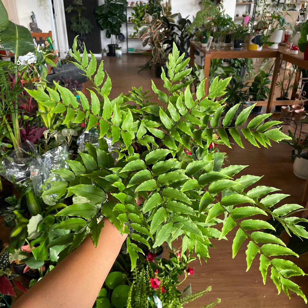 cyrtomium-holly-fern