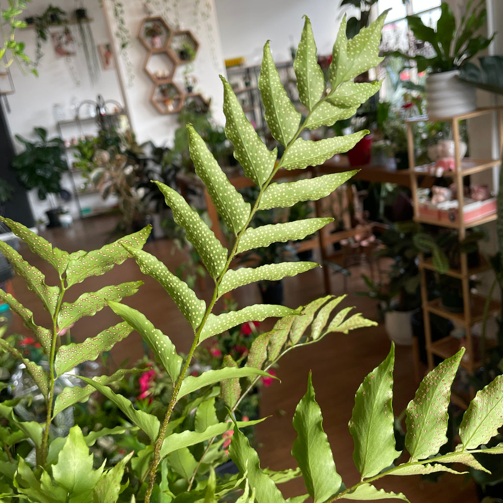 cyrtomium-holly-fern