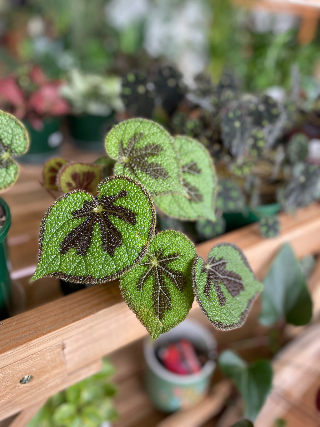 begonia-masoniana