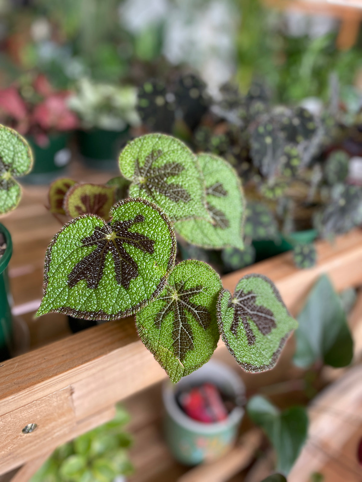 begonia-masoniana