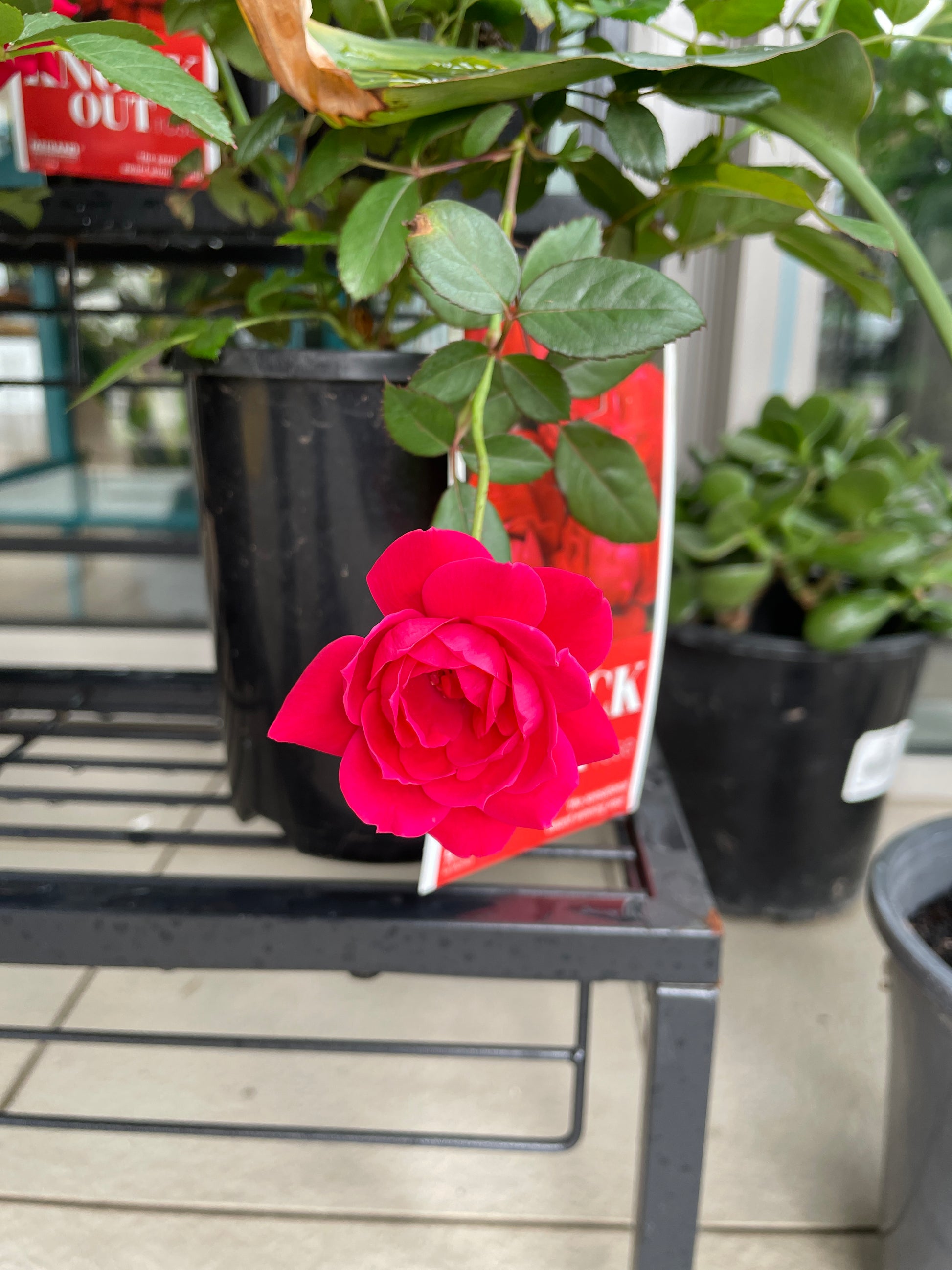 ground-cover-roses-pick-up-only