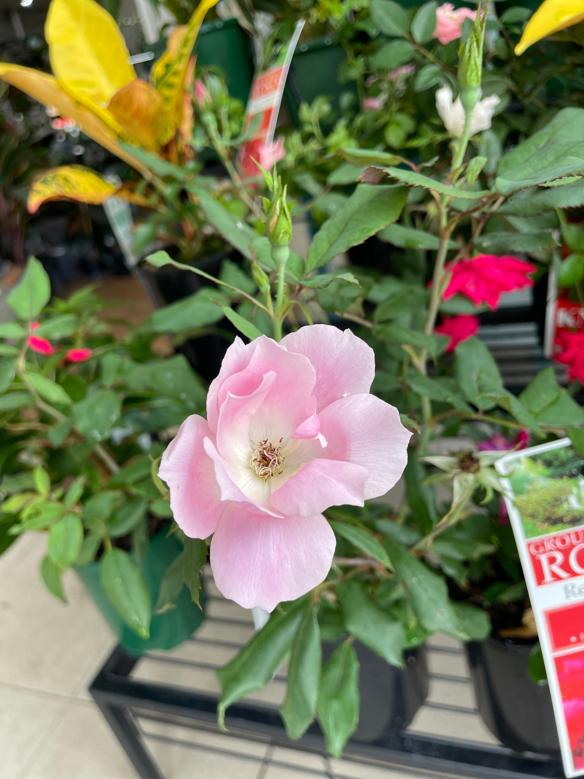 ground-cover-roses-pick-up-only
