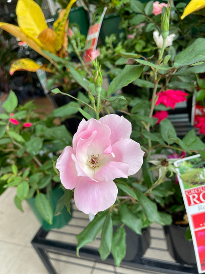 ground-cover-roses-pick-up-only