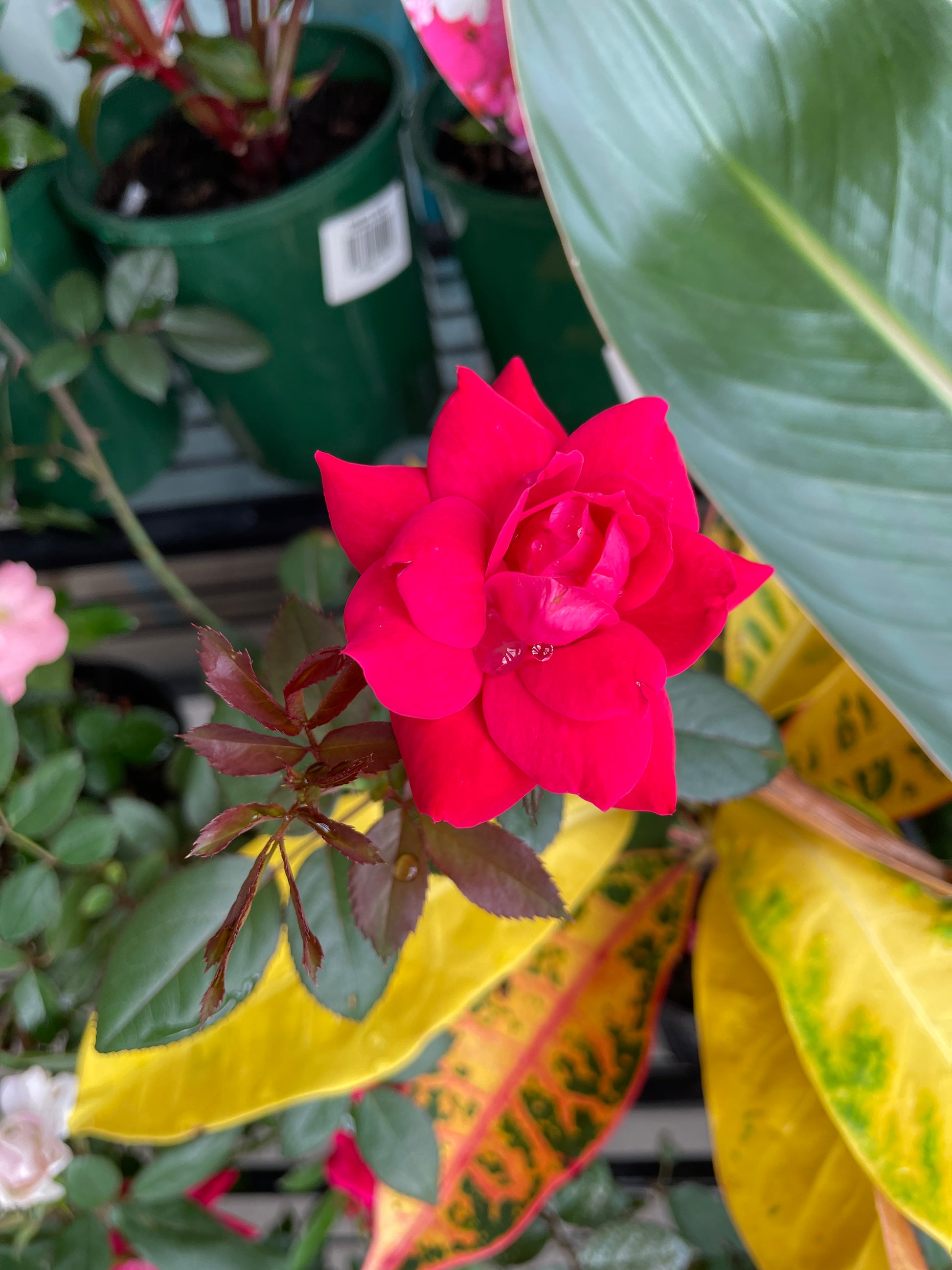 ground-cover-roses-pick-up-only