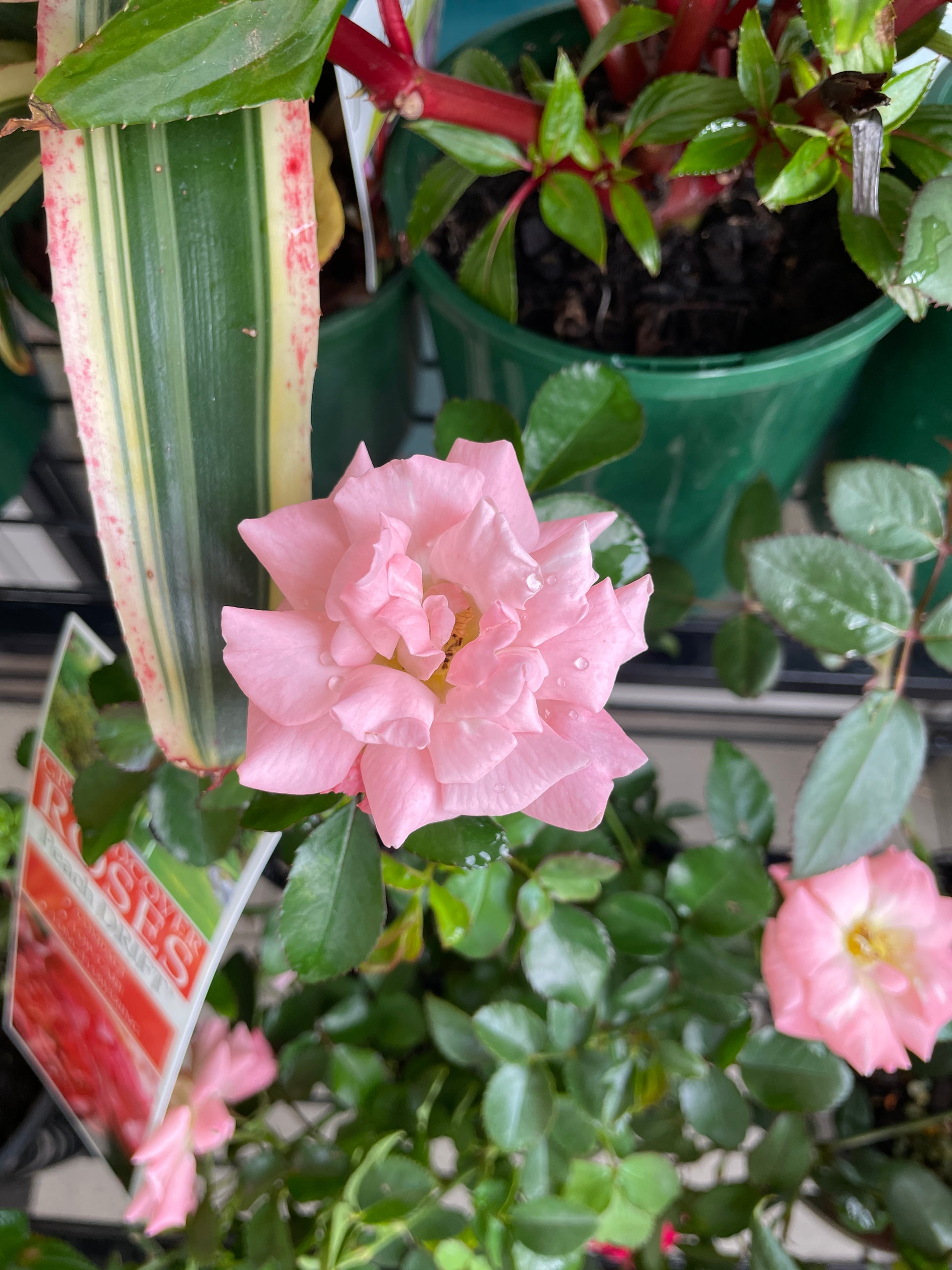 ground-cover-roses-pick-up-only