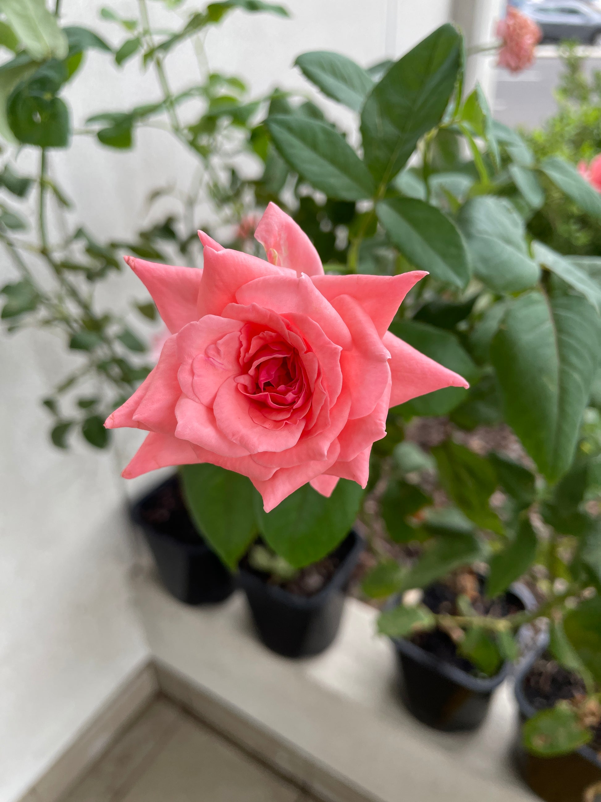 ground-cover-roses-pick-up-only