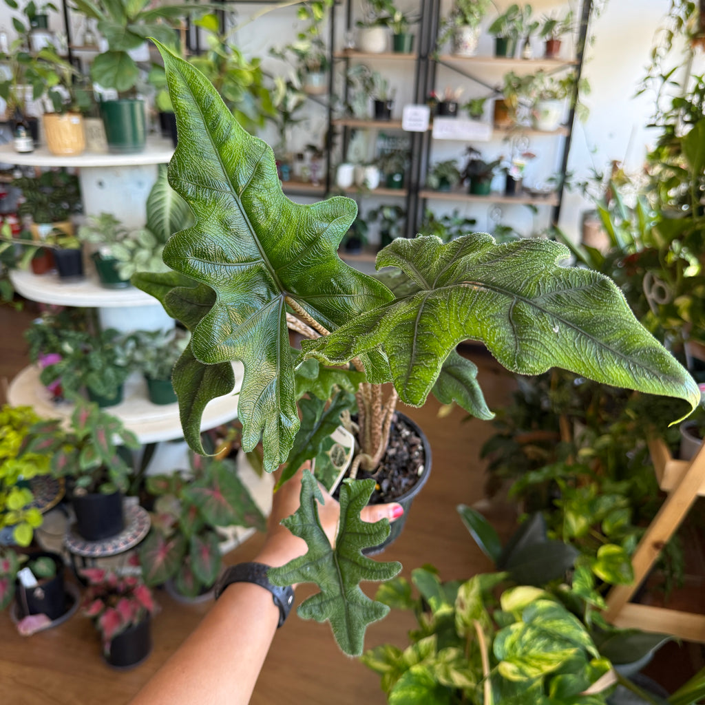 Alocasia scalprum indoor plant with long narrow metallic green leaves in a pot