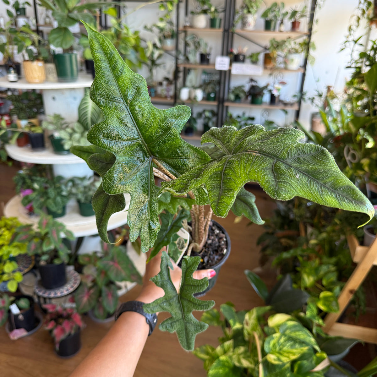 Alocasia scalprum indoor plant with long narrow metallic green leaves in a pot