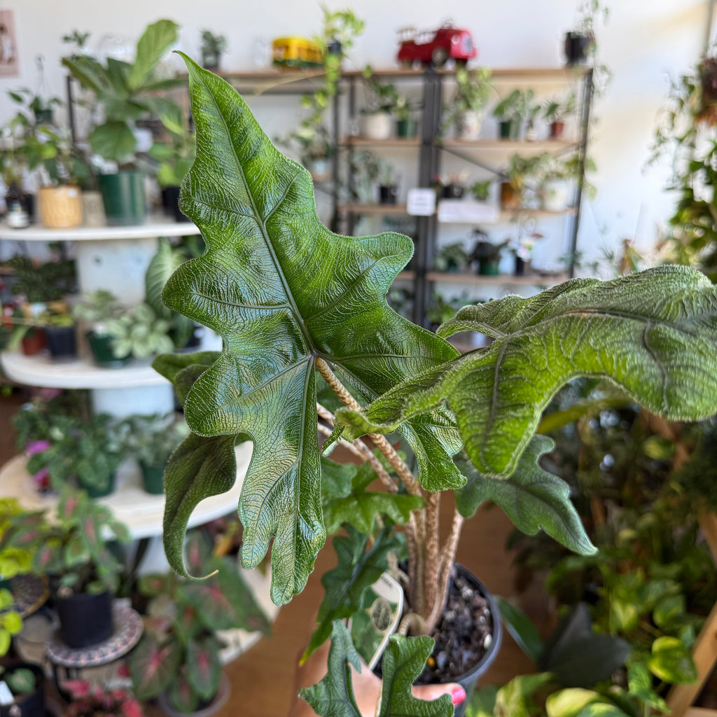Alocasia Jacklyn