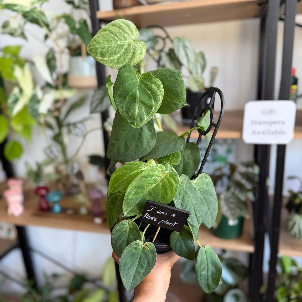 Syngonium 'Frosted Heart'