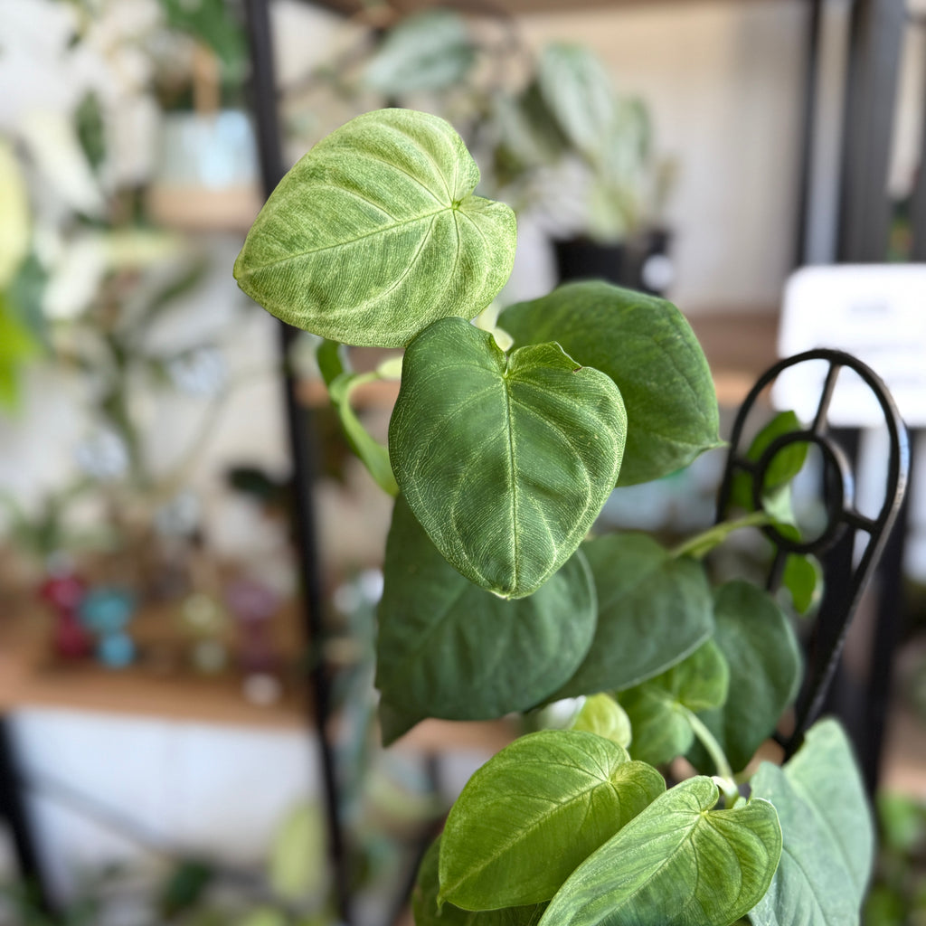 Syngonium Frosted Heart indoor plant with frosted silver-green heart-shaped leaves in a pot