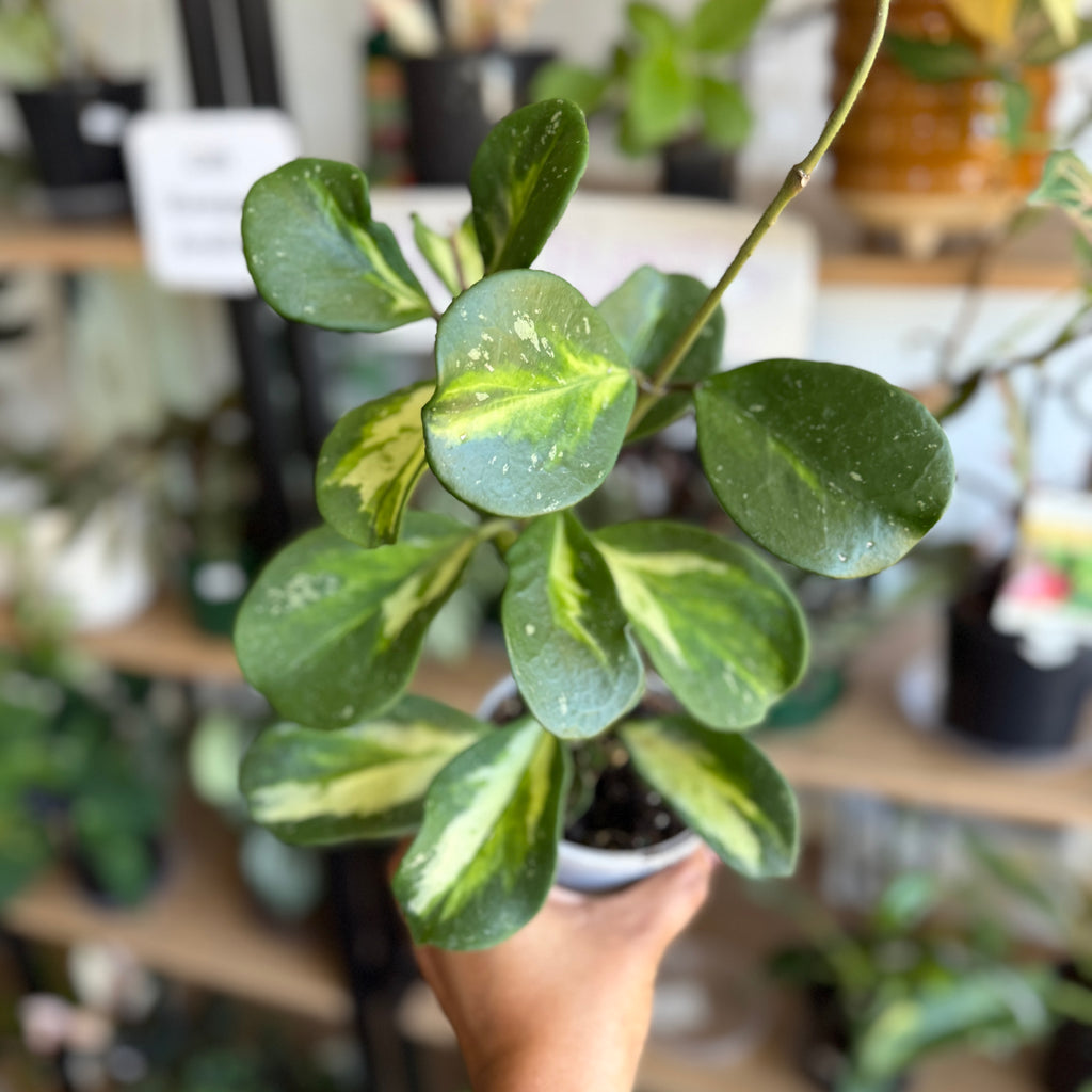 Hoya obovata variegated indoor plant with round thick leaves and creamy white variegation in a pot