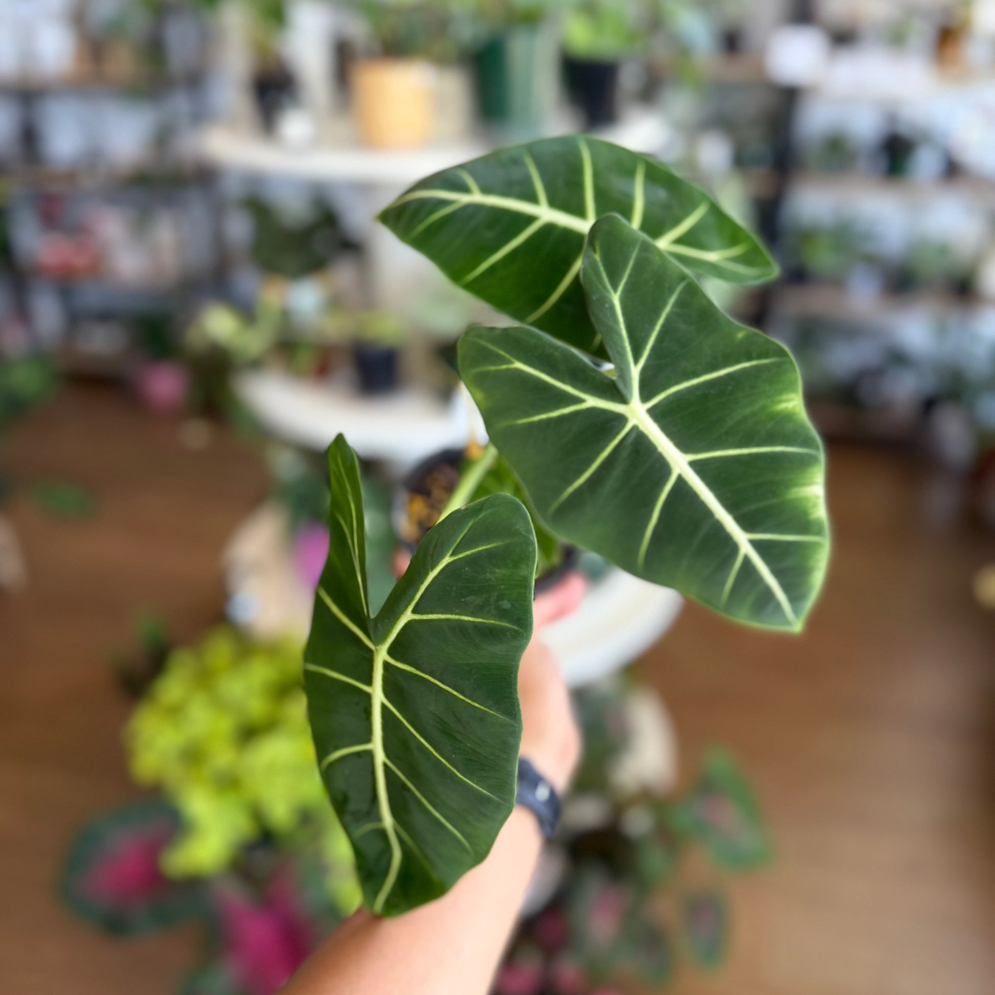 Alocasia Green Velvet indoor plant with dark velvety green leaves and light veins in a pot