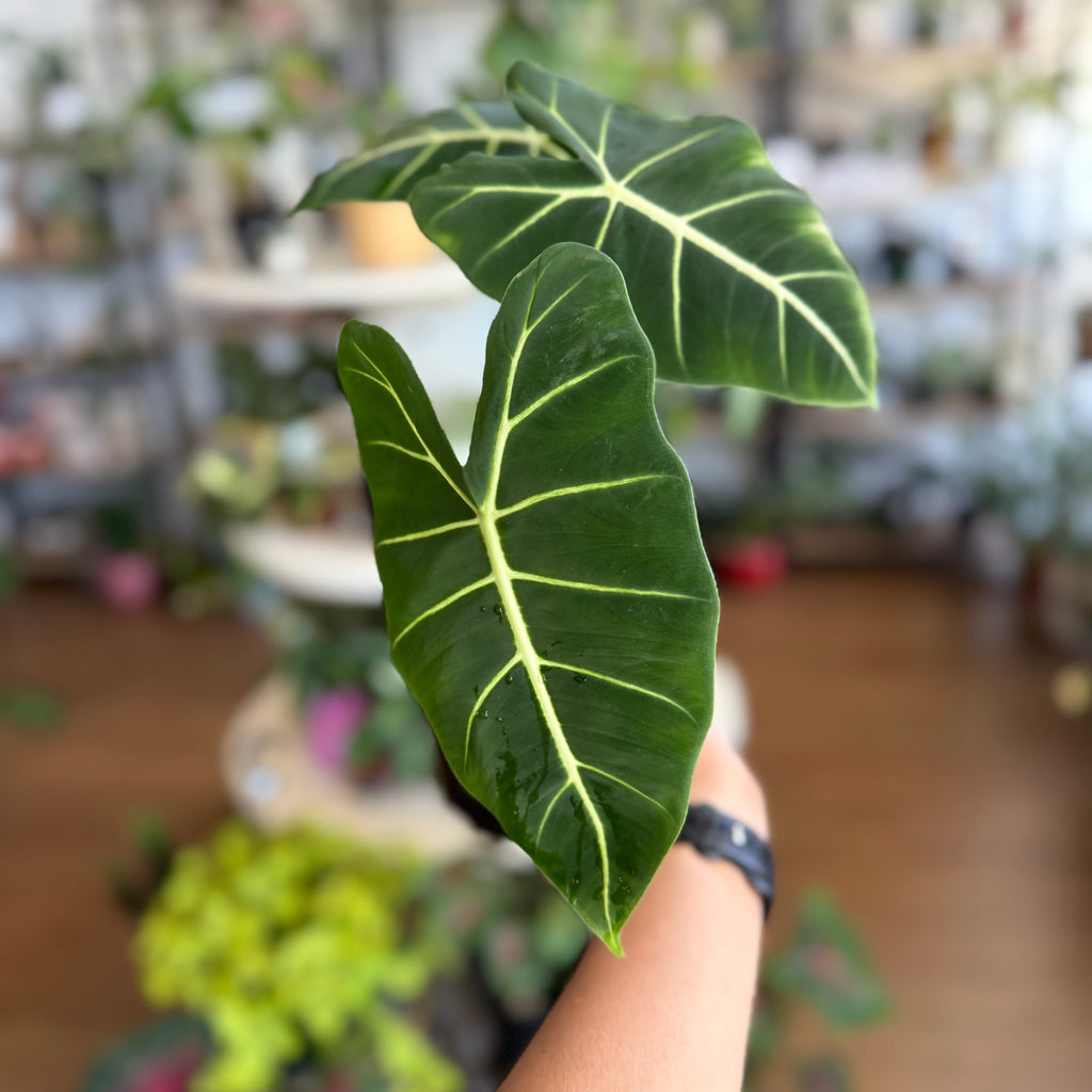 Alocasia 'Green Velvet'