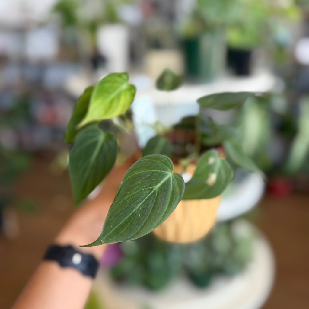 Philodendron 'Micans'