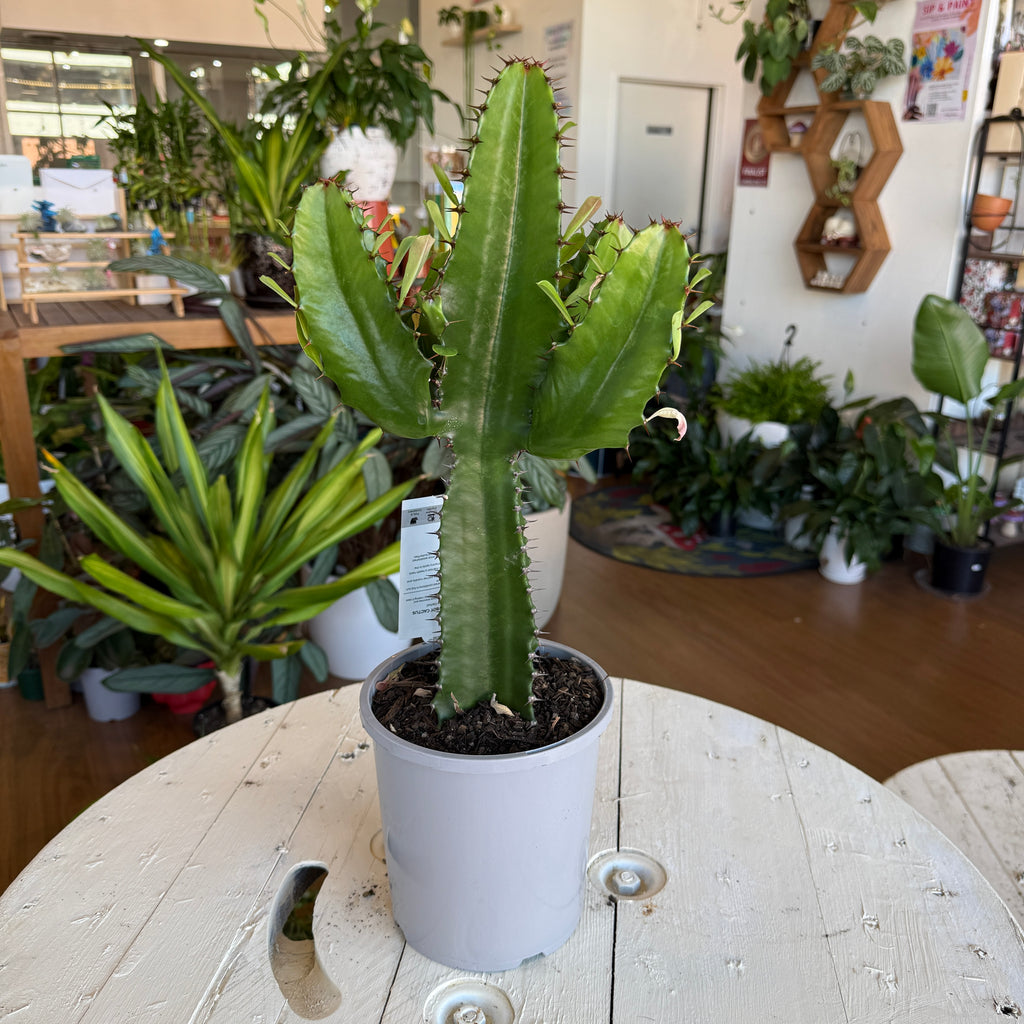 Euphorbia Ingens (Cowboy Cactus)