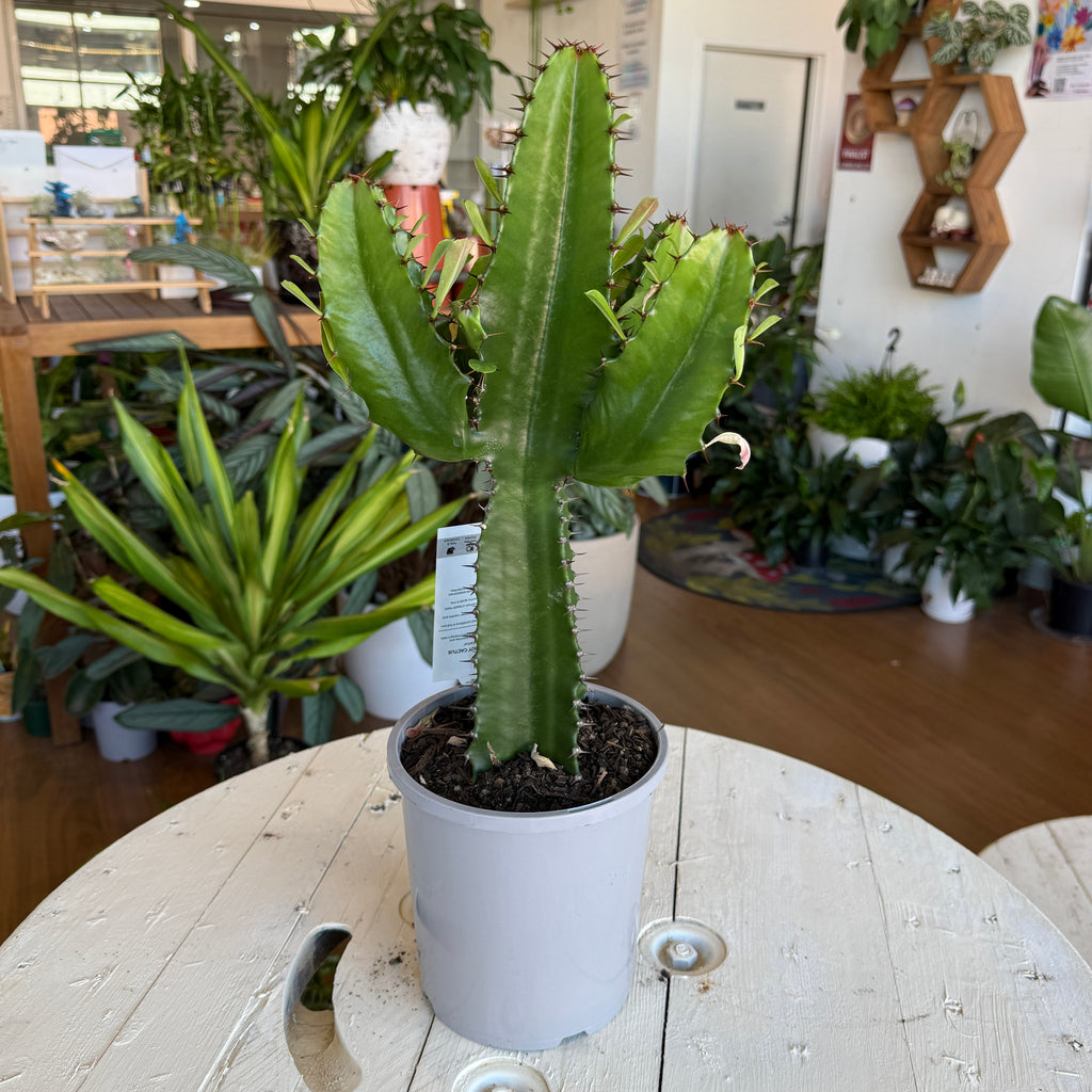 Cowboy Cactus Euphorbia ingens tall succulent Sydney