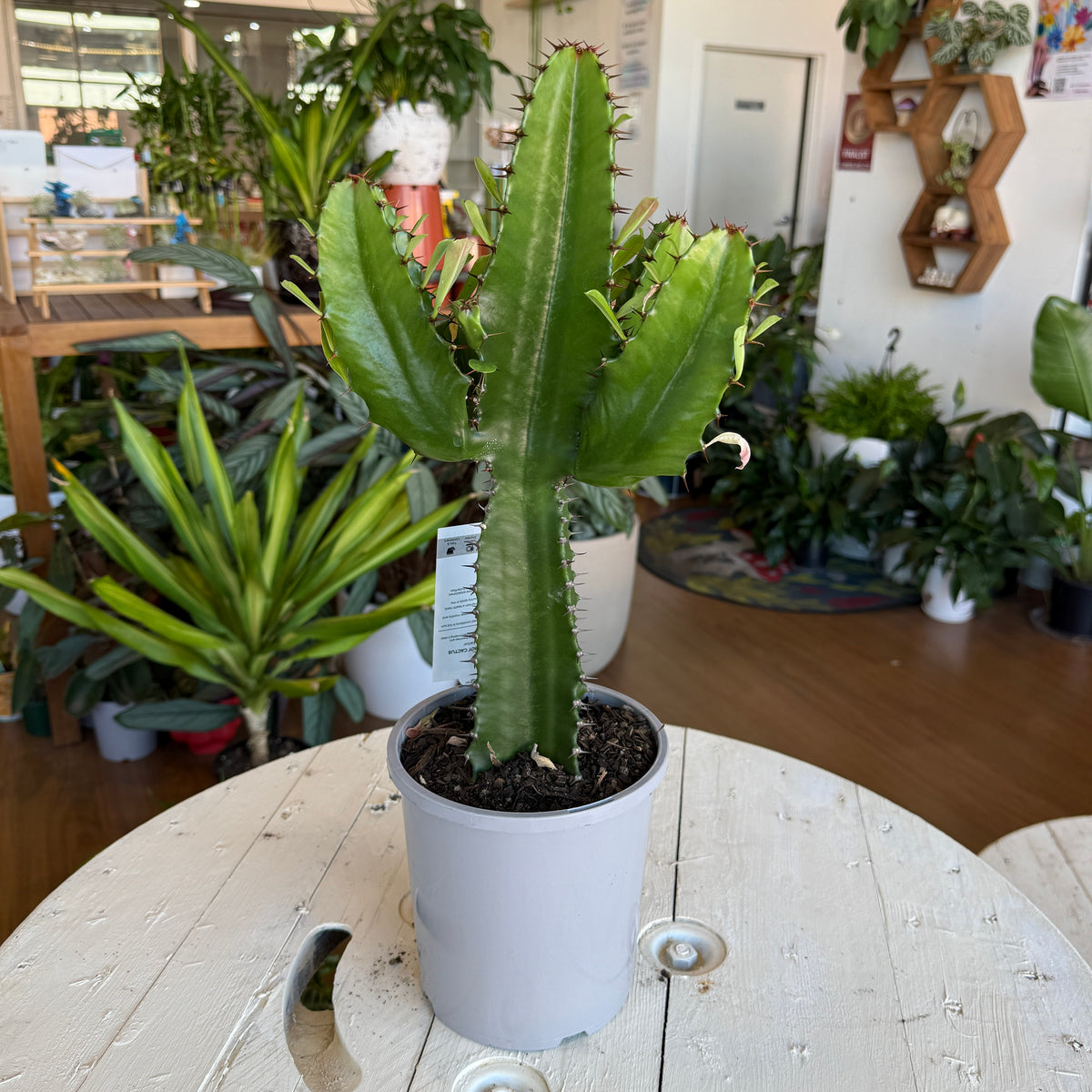 Cowboy Cactus Euphorbia ingens tall succulent Sydney