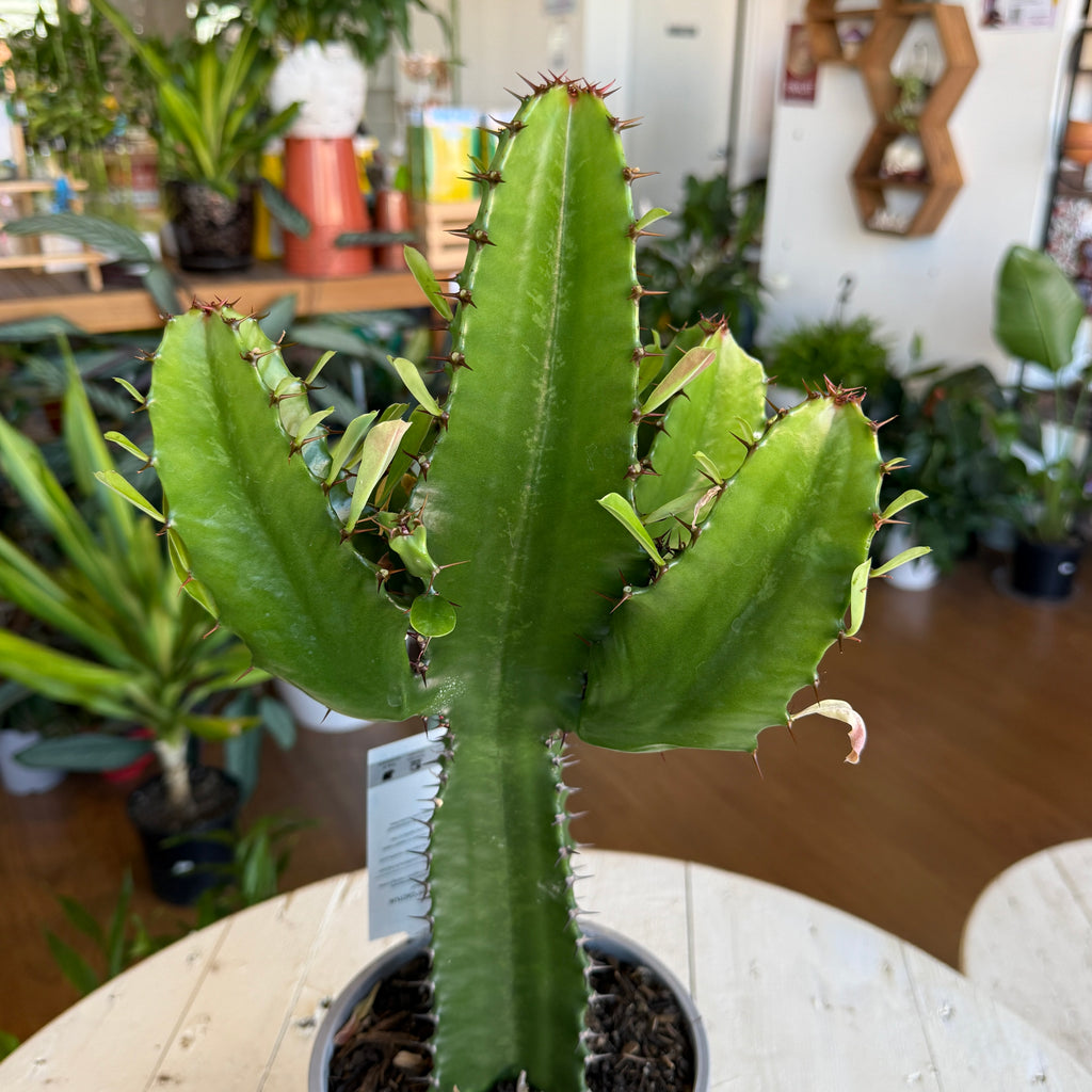 Euphorbia Ingens (Cowboy Cactus)