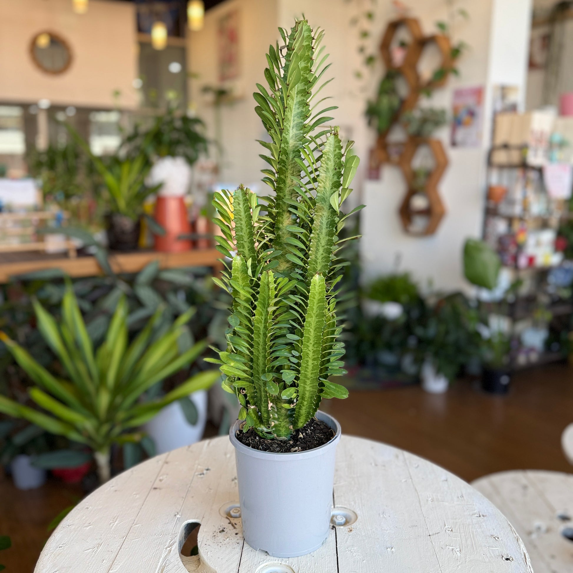 Euphorbia trigona green African Milk Tree succulent Sydney