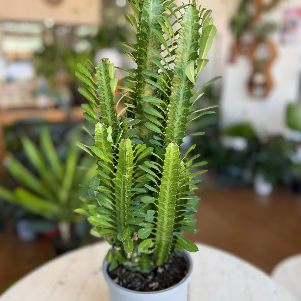 Euphorbia Trigona (African Milk Tree) Green Form