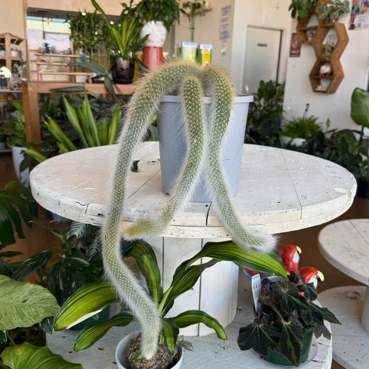 Cleistocactus Colademononis ( Monkey’s Tail Cactus)