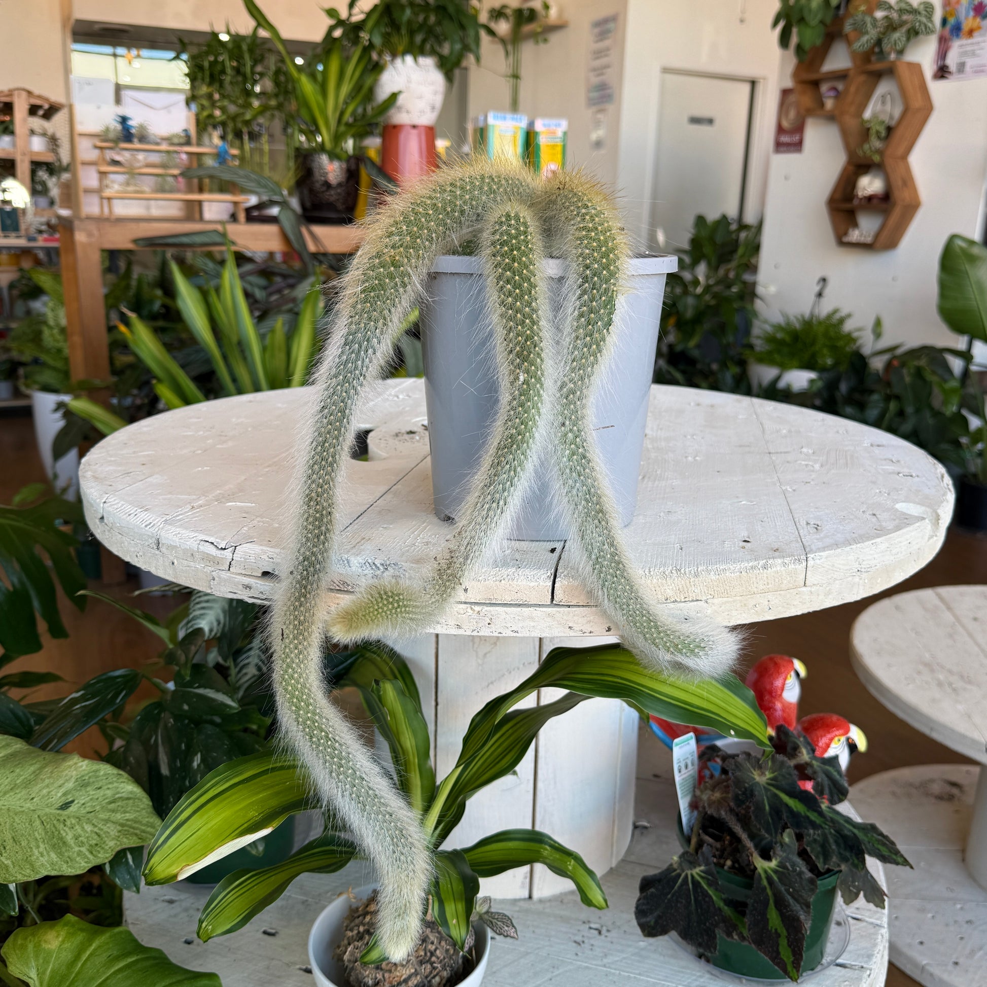 Cleistocactus Colademononis ( Monkey’s Tail Cactus)