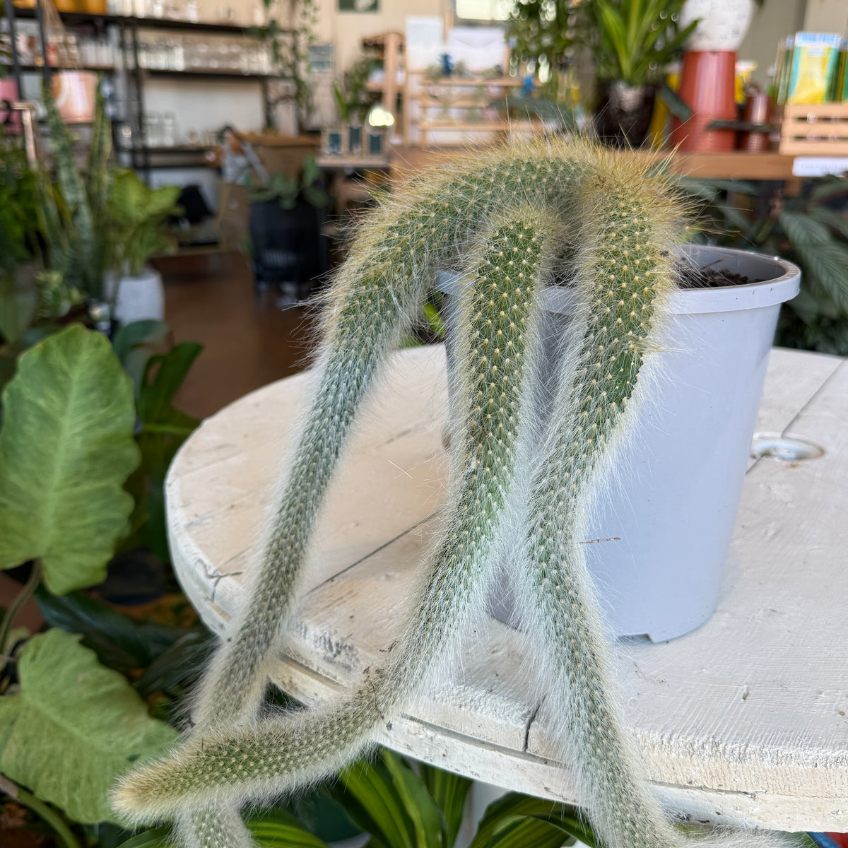 Monkey Tail Cactus trailing hairy cactus hanging basket Sydney