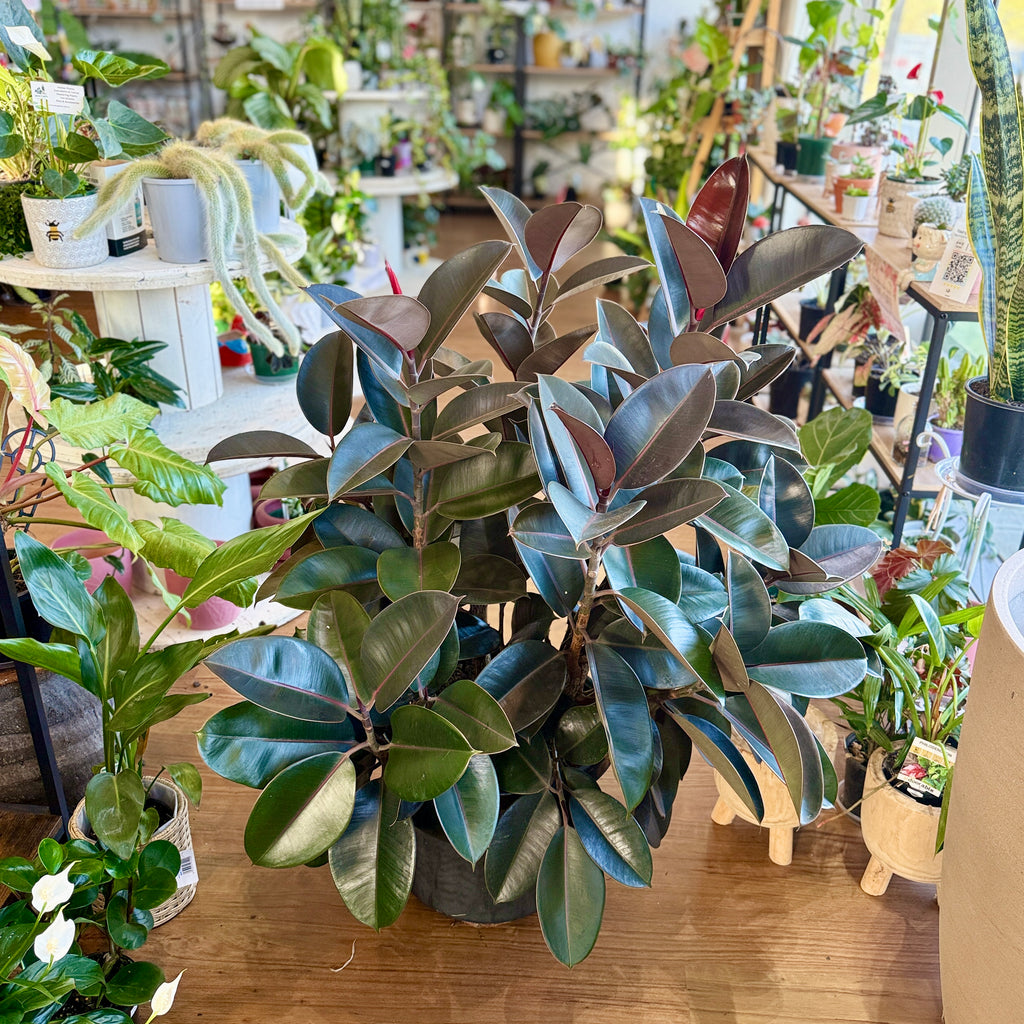 Ficus elastica ‘Burgundy’