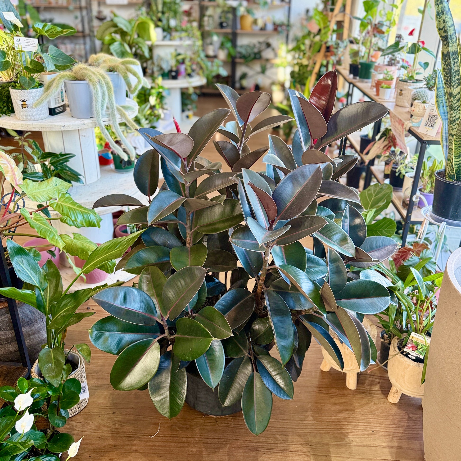 Ficus elastica ‘Burgundy’