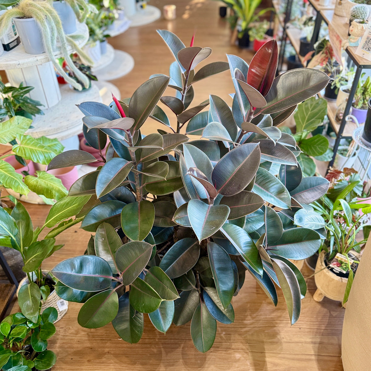 Ficus elastica Burgundy rubber plant dark glossy leaves Sydney