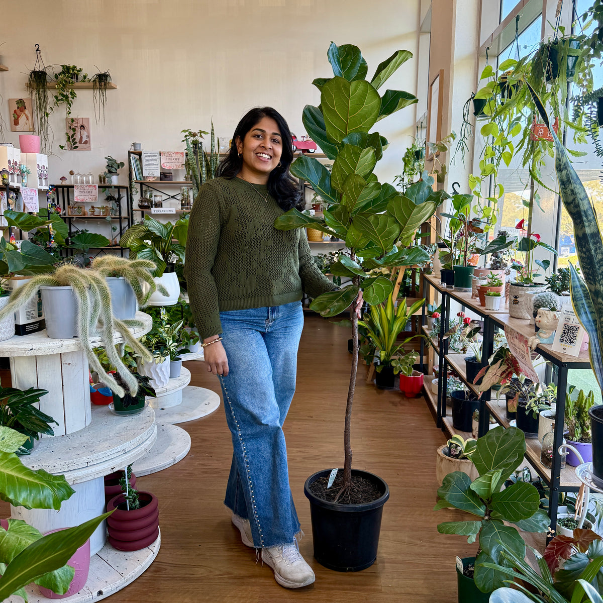 Ficus Lyrata- Fiddle Leaf Fig (300mm)Pick up only