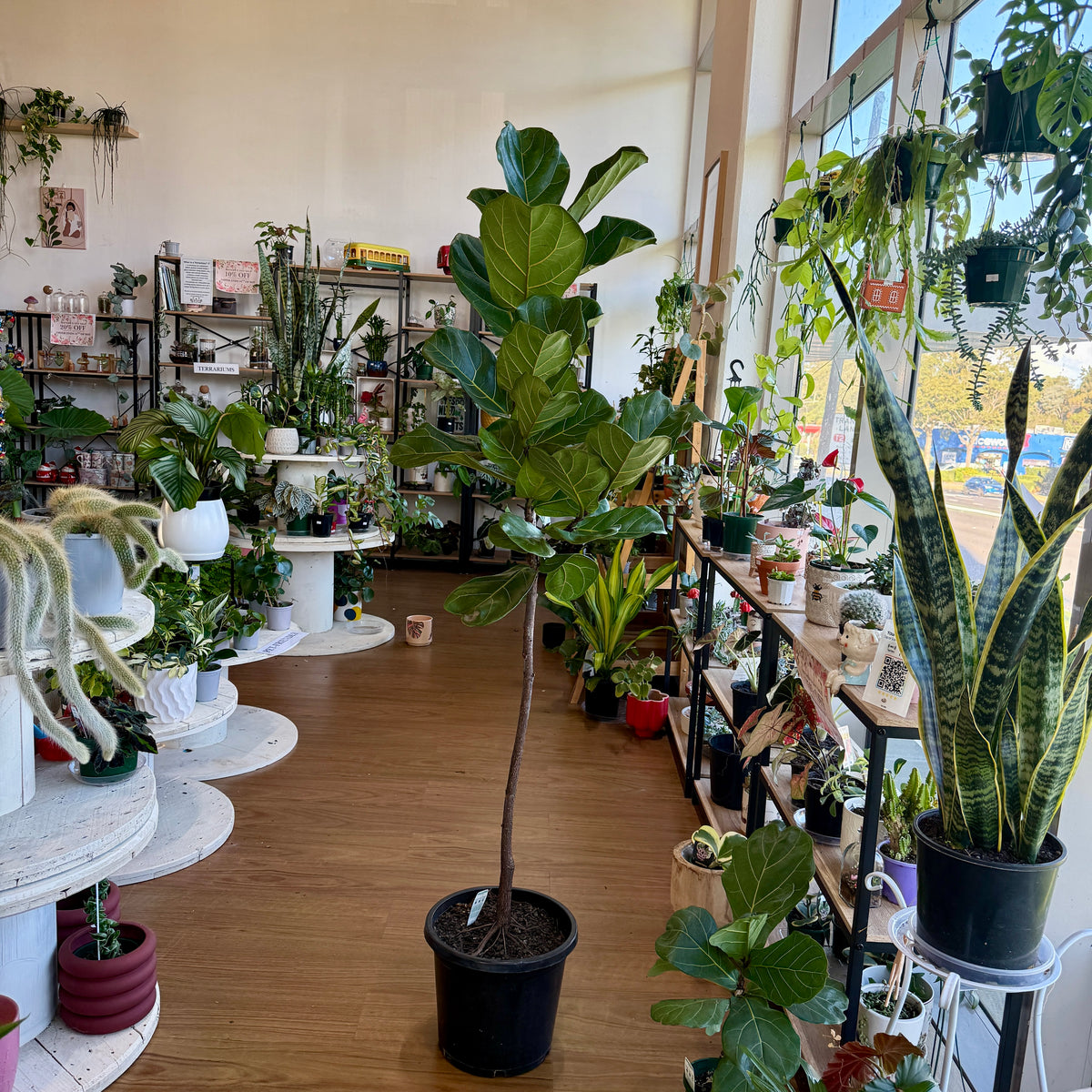Ficus Lyrata- Fiddle Leaf Fig (300mm)Pick up only