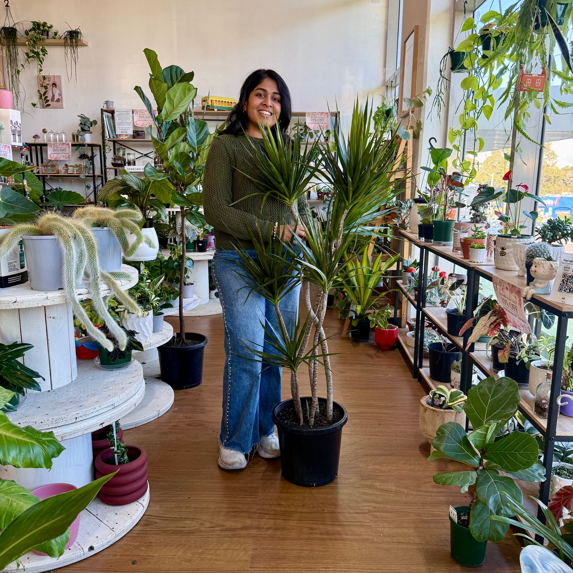 Dracaena ‘Black Knight’