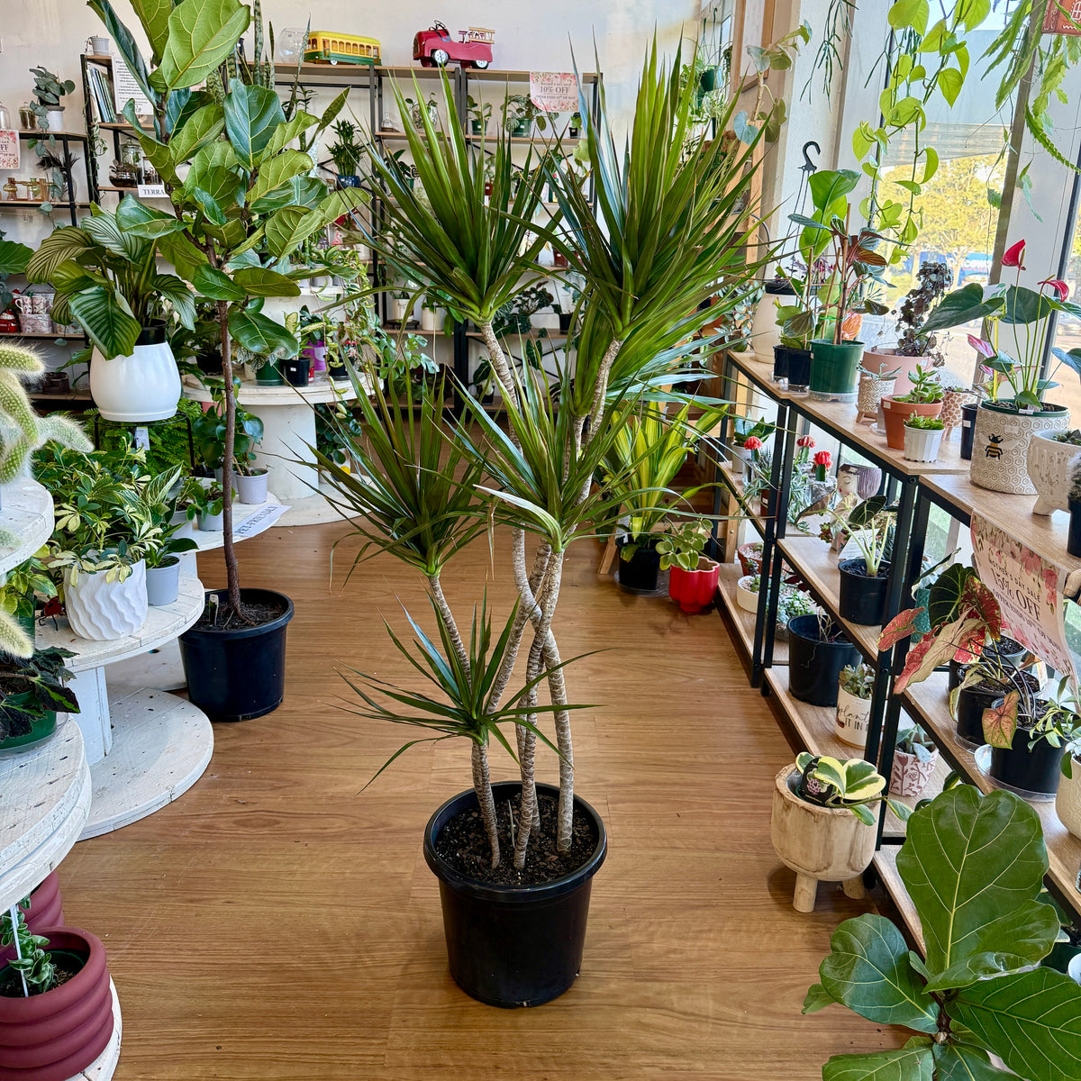 Dracaena Black Knight dark foliage indoor plant Sydney