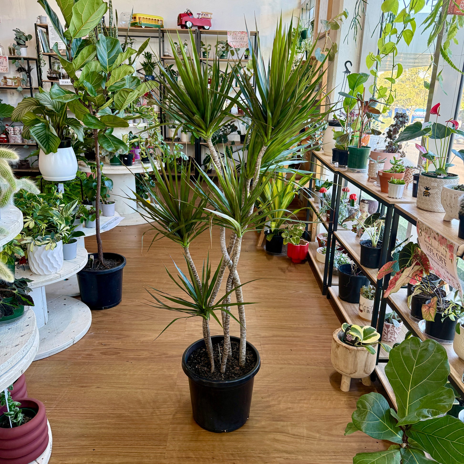Dracaena Black Knight dark foliage indoor plant Sydney