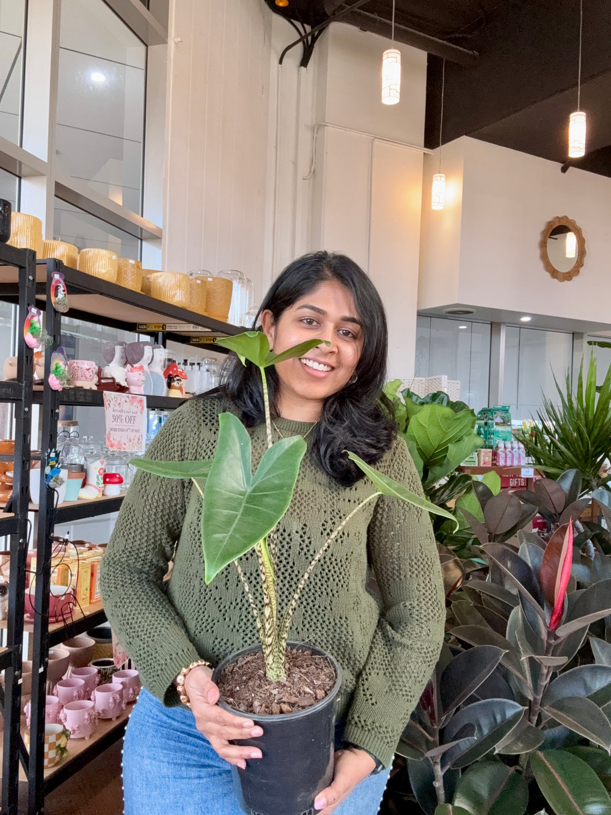 Alocasia zebrina zebra striped stems indoor plant Sydney